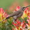 Birding in Fish Hoek from Seaside Cottages