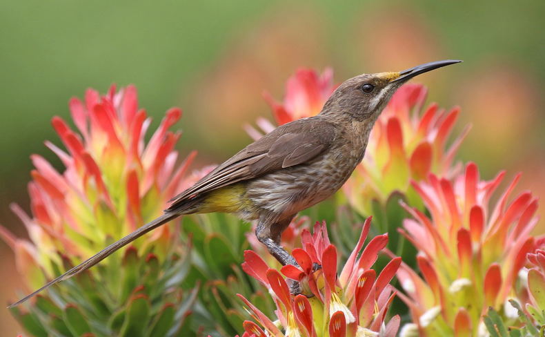 Cape Sugarbird in Fish Hoek Cape Sugarbird in Fish Hoek