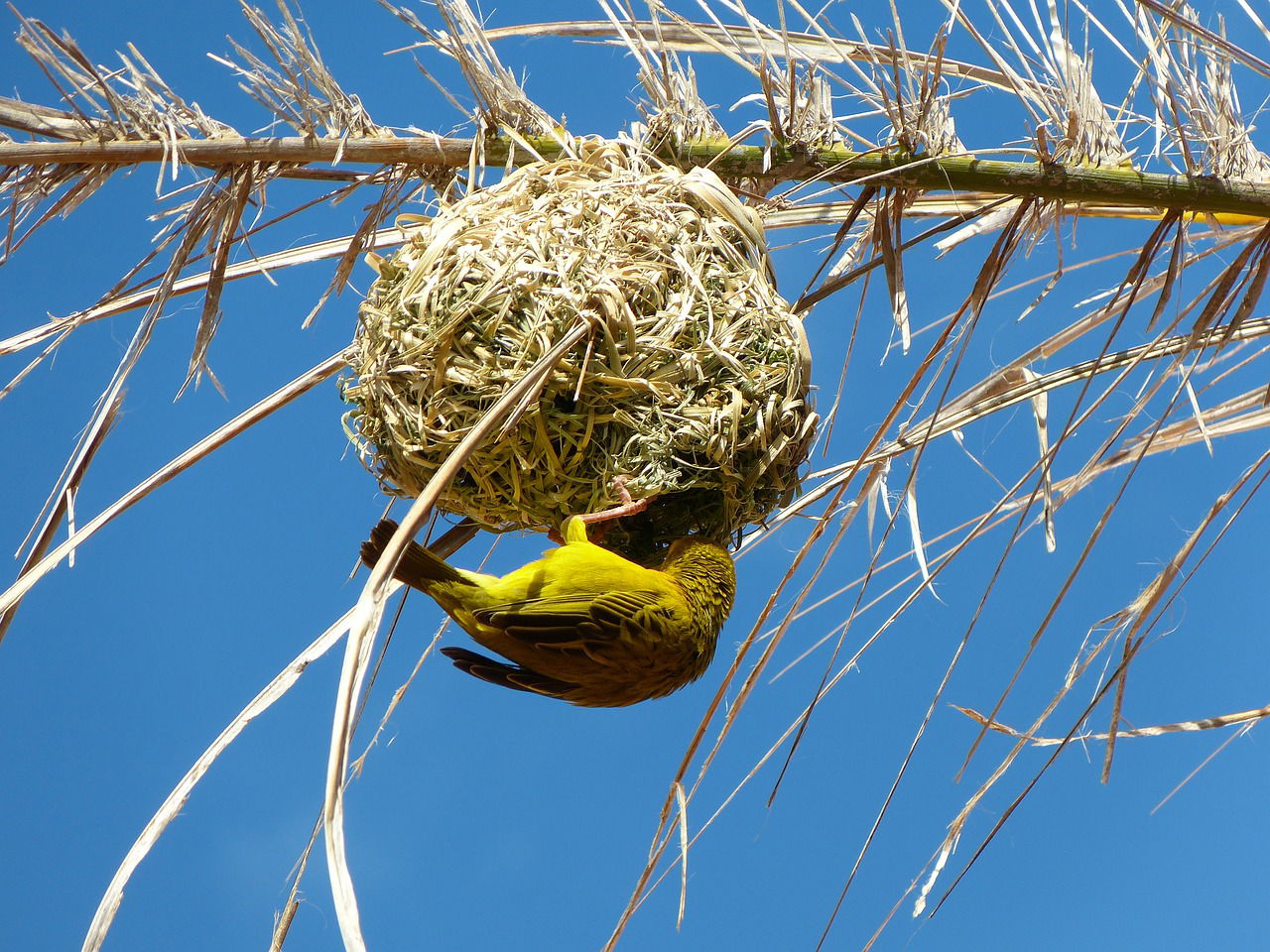 The Cape Weaver 