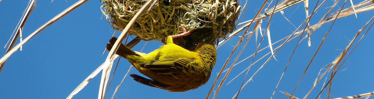 The Cape Weaver