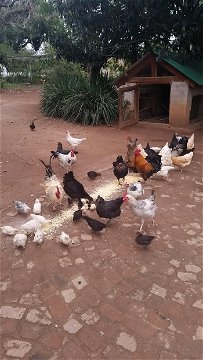 Chickens, Africa Silks Farm