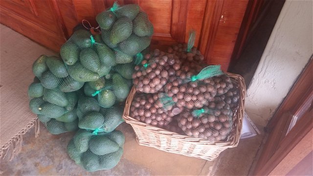 Macadamia and Avos for sale, Africa Silks Farm