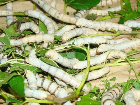 Silkworms, Africa Silks Farm