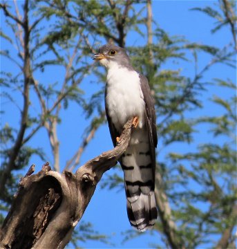 Thick-billed Cuckoo