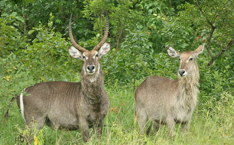 Game Viewing