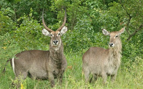 Game Viewing