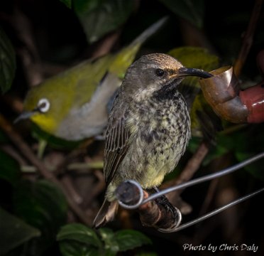 Juvenile sunbird feeding in the garden of Paradise Found in Knysna