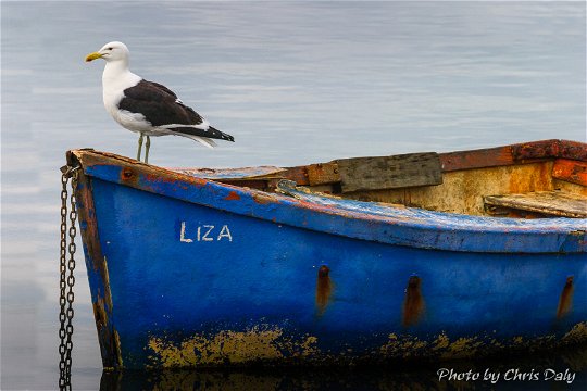Seagull, Knysna Boats