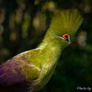 Guinea Turaco at Birds of Eden