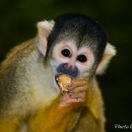 A cute Squirrel Monkey at Monkeyland
