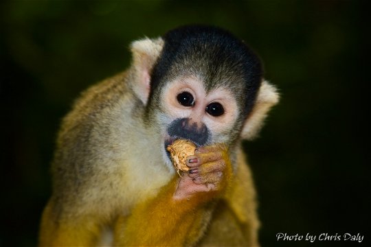 A cute Squirrel Monkey at Monkeyland