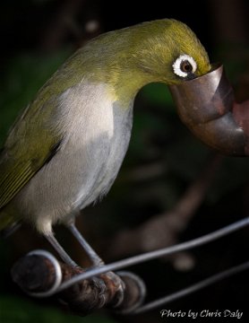 Cape White-eye feeding in the garden of Paradise Found in Knysna