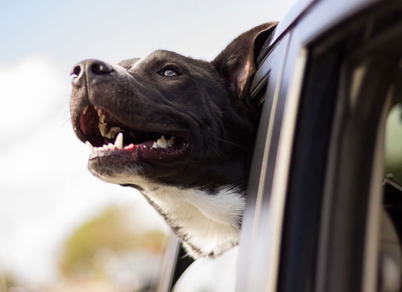 Pet-friendly self-catering holiday accommodation in Leeuwkloof, near Mossel Bay