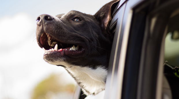 Pet-friendly self-catering holiday accommodation in Leeuwkloof, near Mossel Bay Pet-friendly self-catering holiday accommodation in Leeuwkloof, near Mossel Bay
