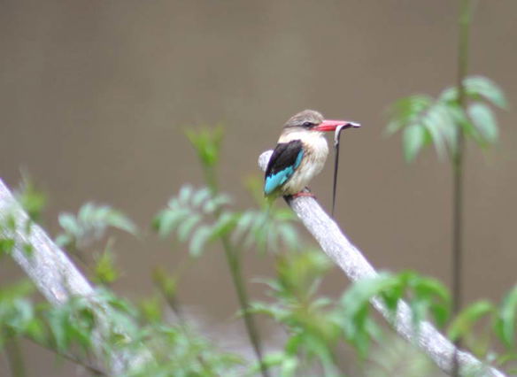 ~Kingfisher at Blommekloof Country Cottages. Birding Mossel Bay