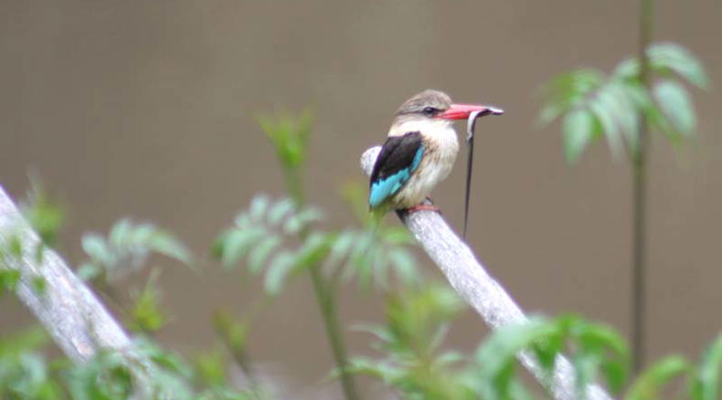 ~Kingfisher at Blommekloof Country Cottages. Birding Mossel Bay