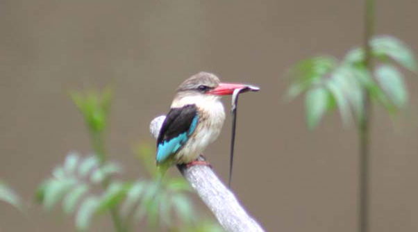 ~Kingfisher at Blommekloof Country Cottages. Birding Mossel Bay ~Kingfisher at Blommekloof Country Cottages. Birding Mossel Bay