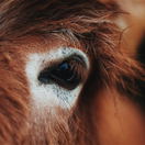 Donkey. Photo by Elijah M. Henderson on Unsplash Donkey. Photo by Elijah M. Henderson on Unsplash