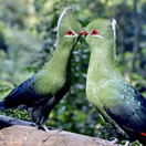 Birds of Eden bird sanctuary, The Crags, Plettenberg Bay. Knysna Loeries Birds of Eden bird sanctuary, The Crags, Plettenberg Bay. Knysna Loeries