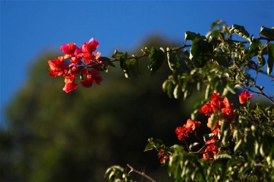 Pensioners special offers holiday accommodation at Blommekloof, in the Leeukloof Valley, near Oudtshoorn and Mossel Bay