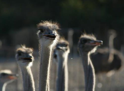 Visit an ostrich show farm near Oudtshoorn in the Klein Karoo - about 60 km from your base at Blommekloof Country Cottages