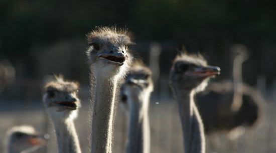Visit an ostrich show farm near Oudtshoorn in the Klein Karoo - about 60 km from your base at Blommekloof Country Cottages Visit an ostrich show farm near Oudtshoorn in the Klein Karoo - about 60 km from your base at Blommekloof Country Cottages