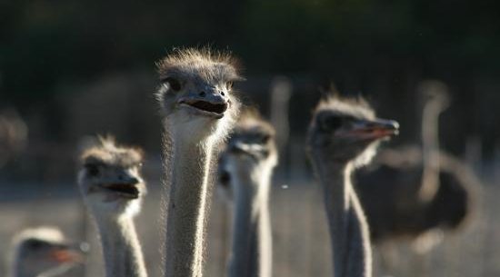 Visit an ostrich show farm near Oudtshoorn in the Klein Karoo - about 60 km from your base at Blommekloof Country Cottages