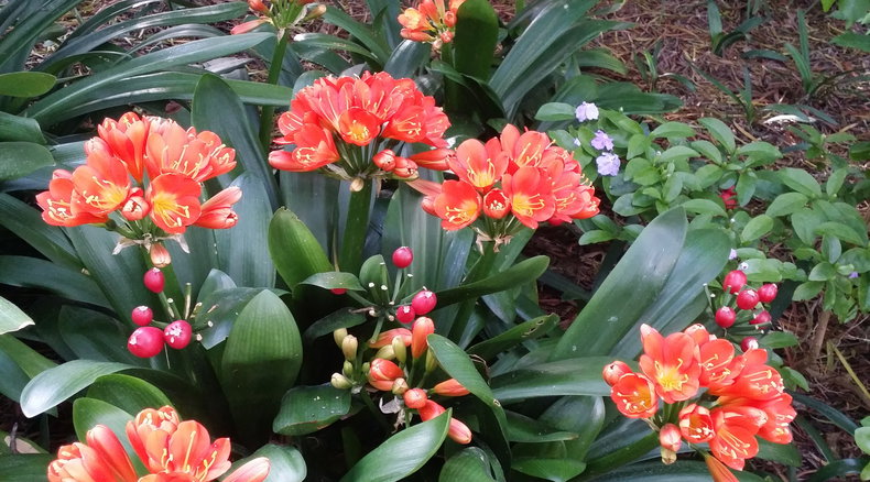 Clivias in Blaauwheim's garden