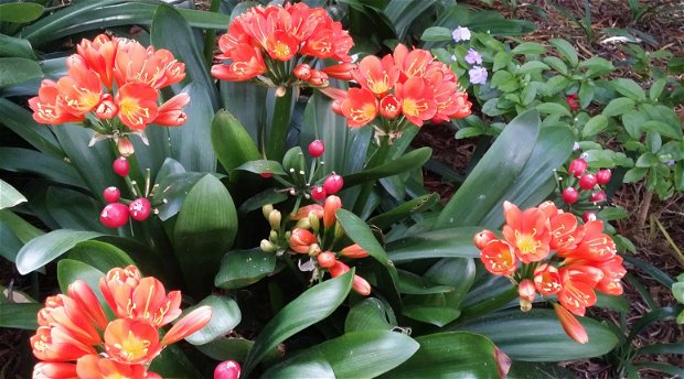 Clivias in Blaauwheim's garden Clivias in Blaauwheim's garden