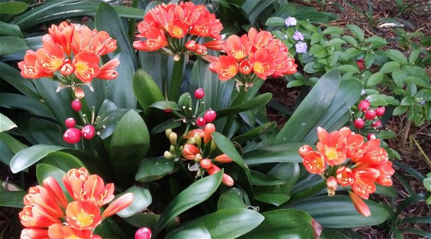 Clivias in Blaauwheim's garden