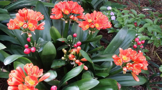 Clivias in Blaauwheim's garden Clivias in Blaauwheim's garden