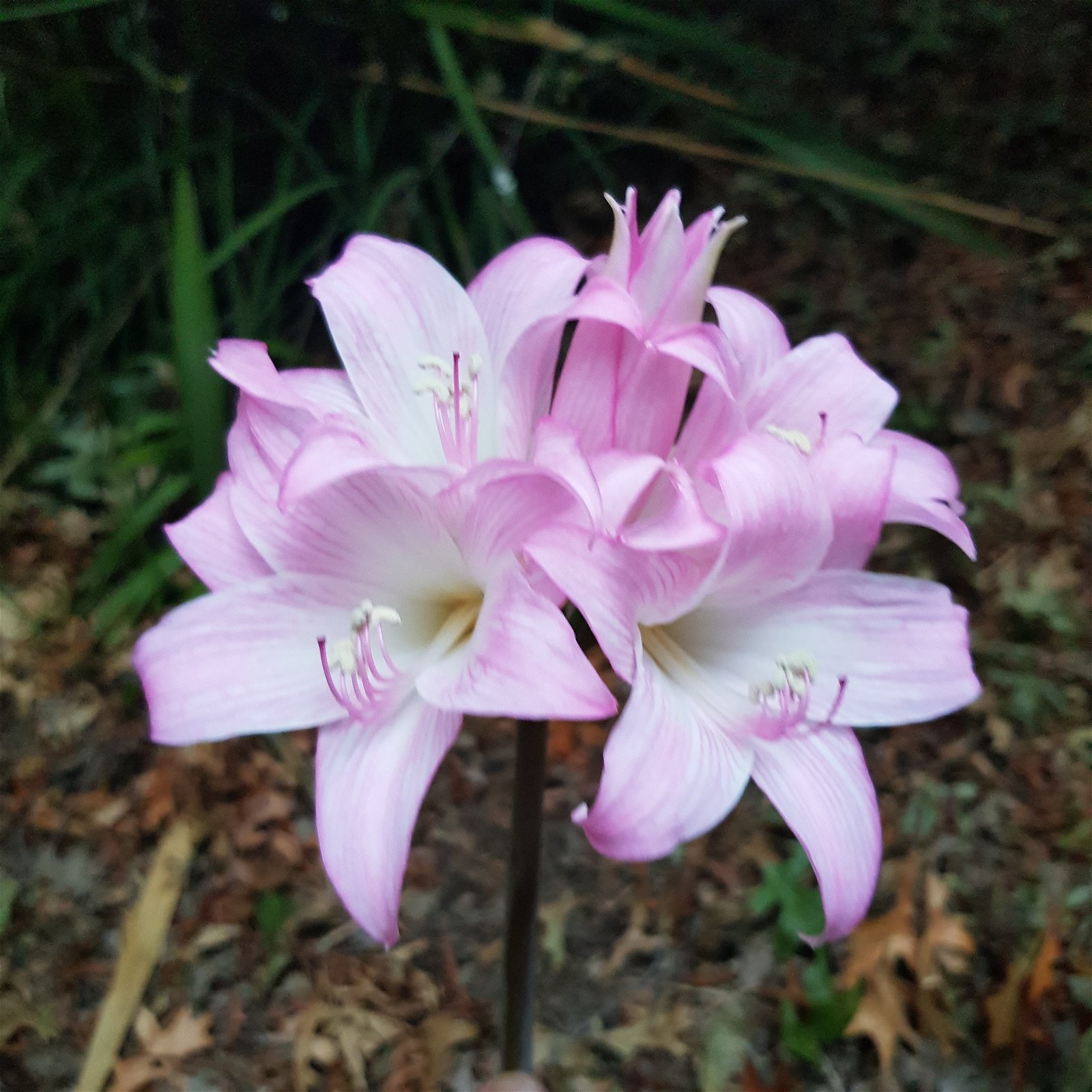 Amaryllis belladonna