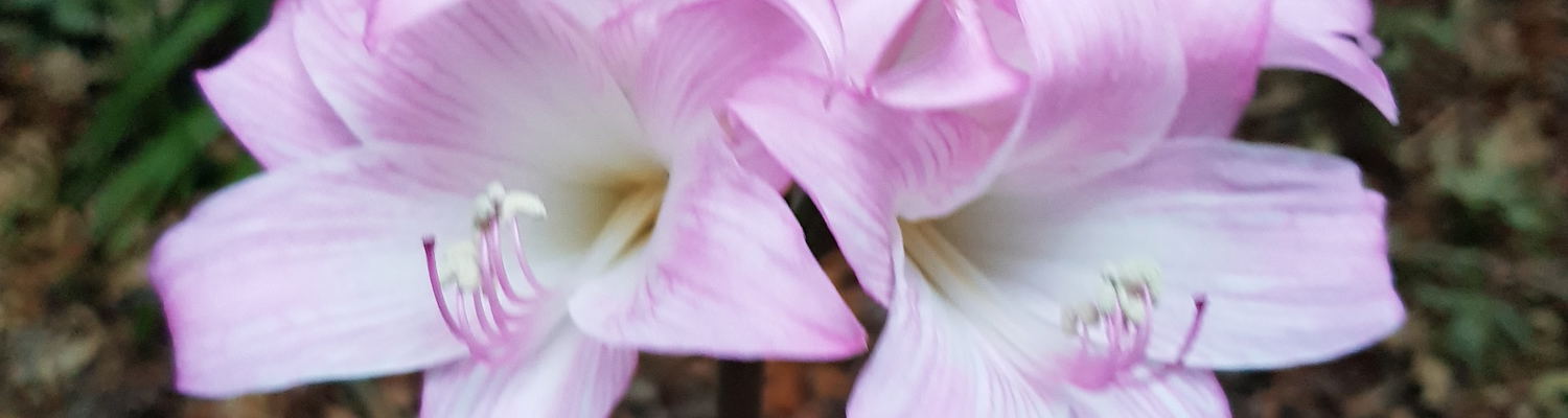 Amaryllis belladonna