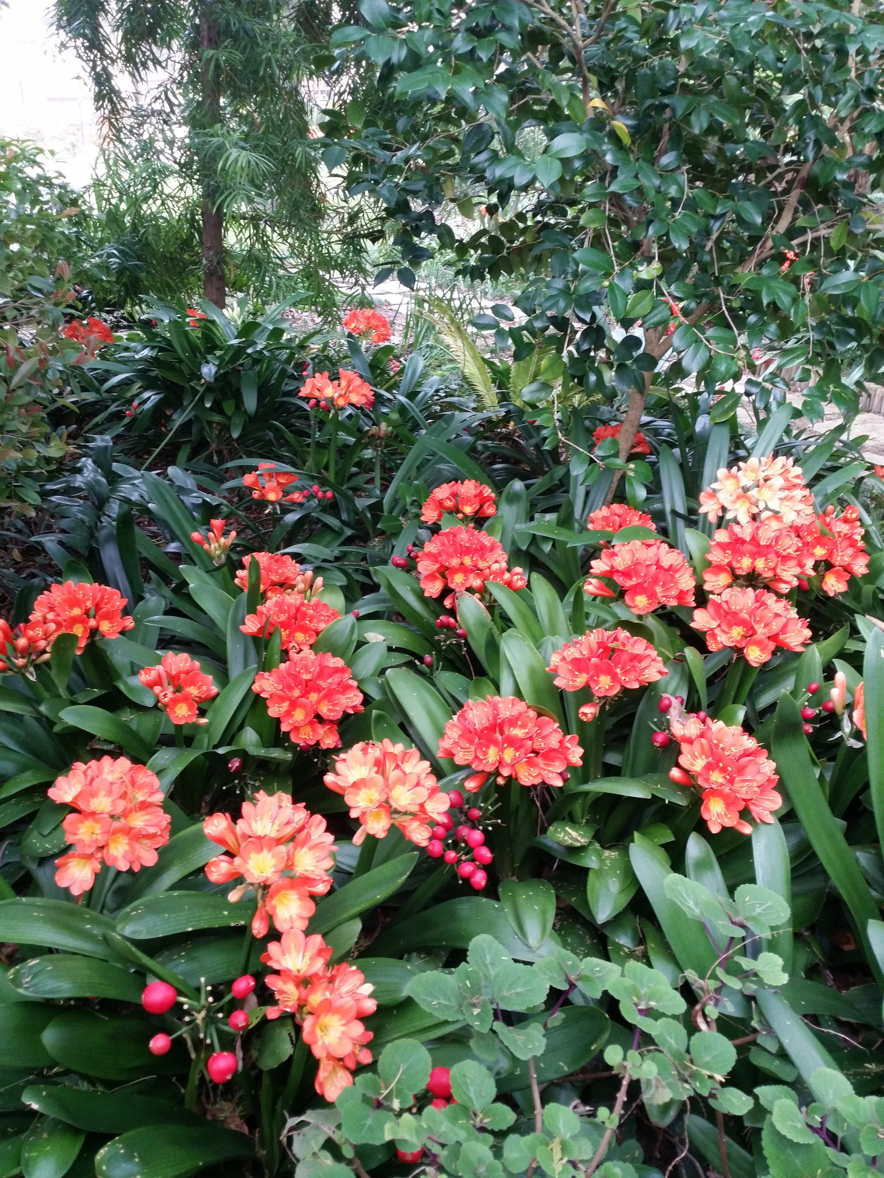 Lente clivias in Blaauwheim 5* Gastehuis se woudtuin.