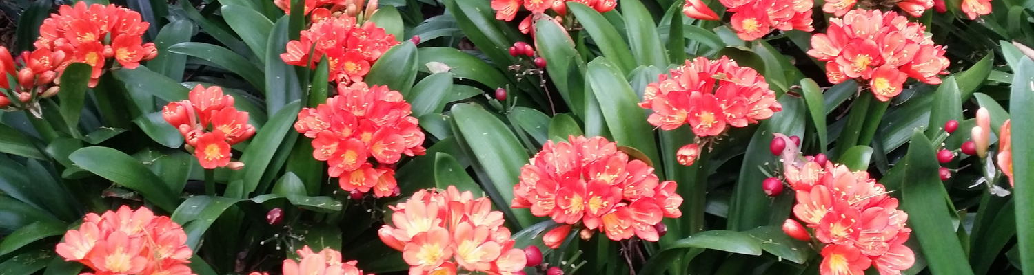 Lente clivias in Blaauwheim 5* Gastehuis se woudtuin.