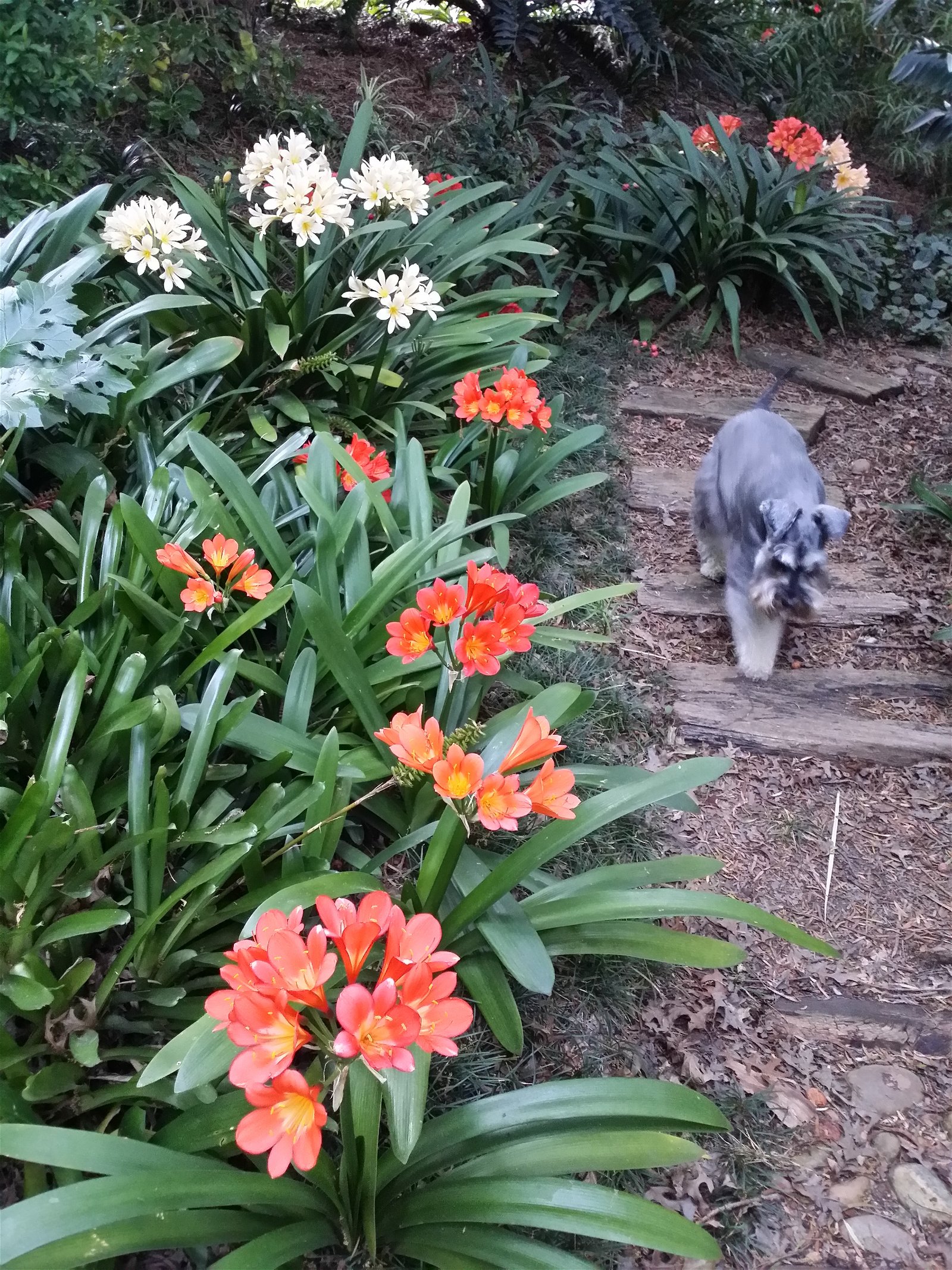 Rafiki strolling through Blaauwheim 5* Guest House's garden