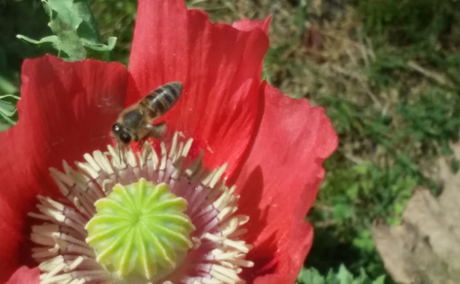 Honey bee pollinating a poppy in Blaauwheim Guest House's garden.