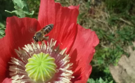 Honey bee pollinating a poppy in Blaauwheim Guest House's garden.