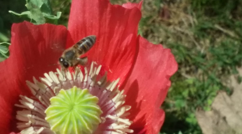 Honey bee pollinating a poppy in Blaauwheim Guest House's garden.
