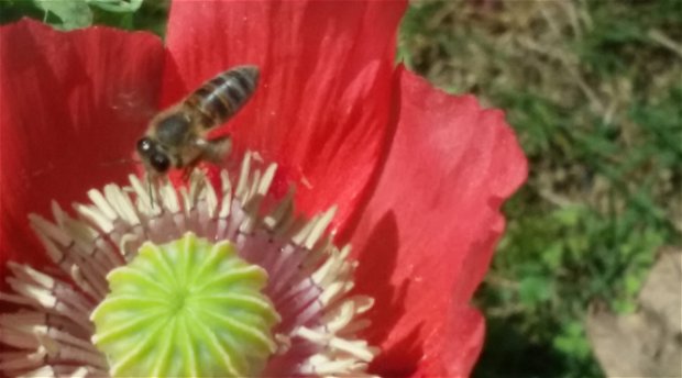 Honey bee pollinating a poppy in Blaauwheim Guest House's garden. Honey bee pollinating a poppy in Blaauwheim Guest House's garden.