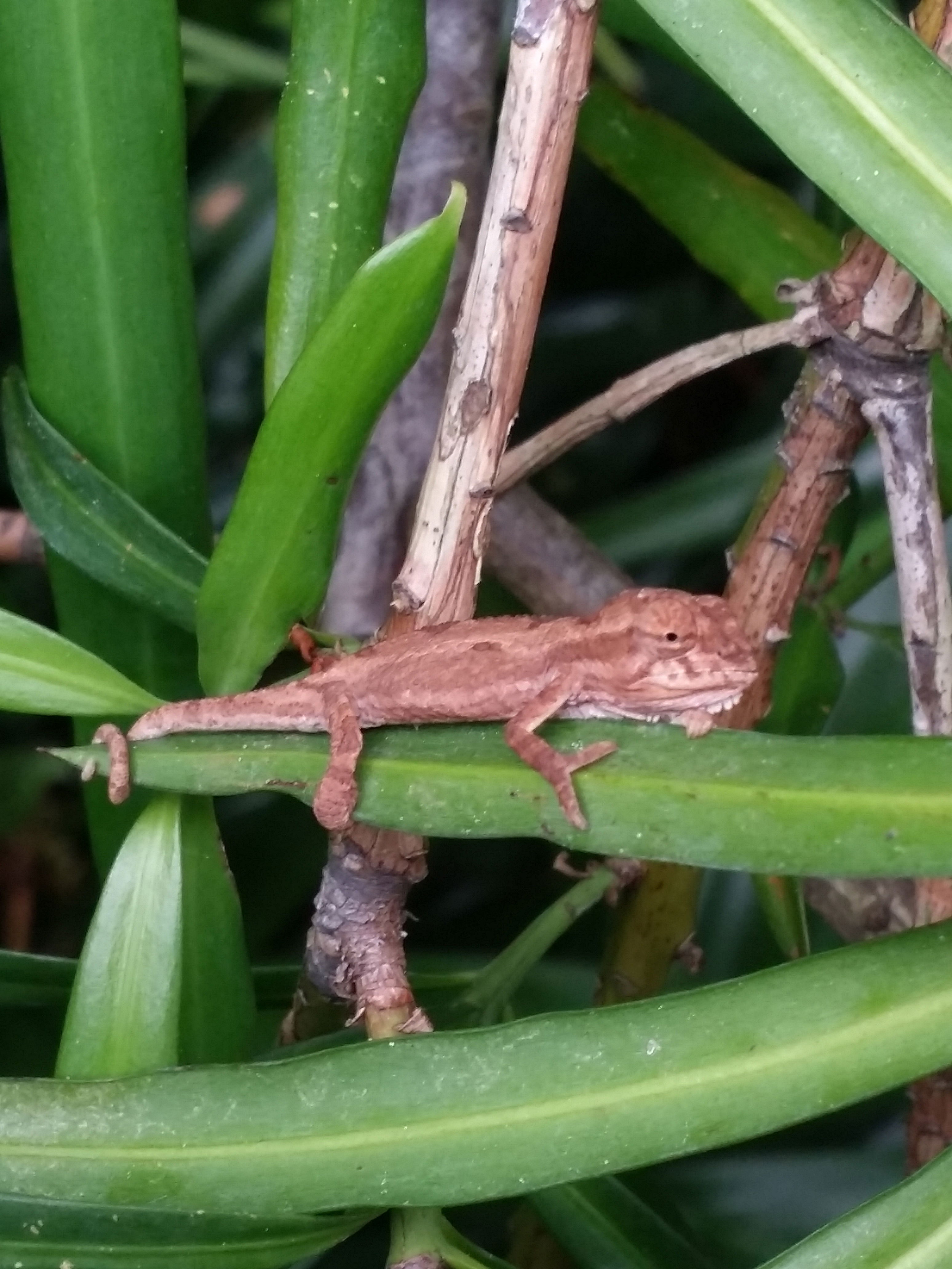 Baby chameleon in Blaauwheim's garden.