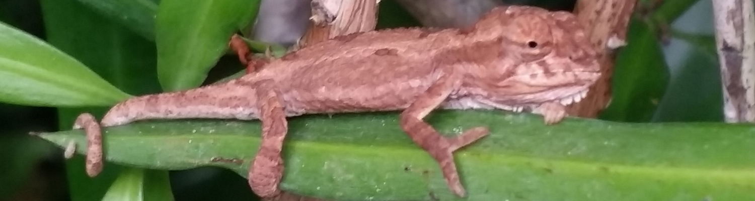 Baby chameleon in Blaauwheim's garden.
