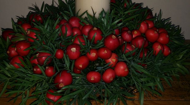Indigenous Christmas wreath made from clivia breries and yellowwood twigs. Indigenous Christmas wreath made from clivia breries and yellowwood twigs.