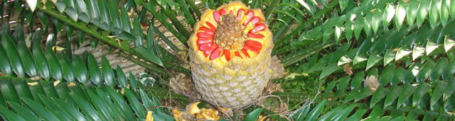 Female cone of a cycad