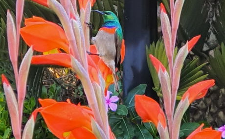 Lesser double collared sunbird in Blaauwheim's garden