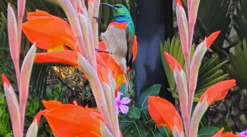 Lesser double collared sunbird in Blaauwheim's garden