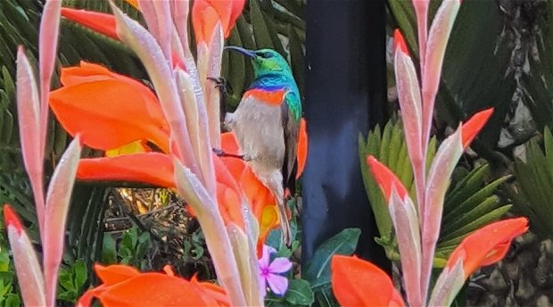 Lesser double collared sunbird in Blaauwheim's garden