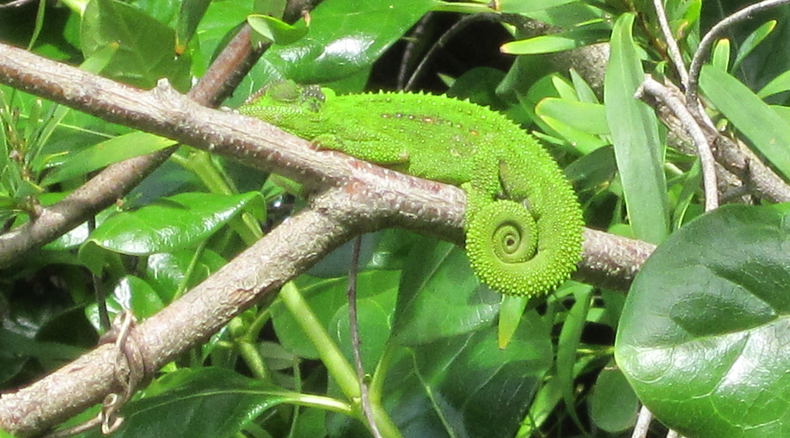 Blaauwheim's eco-friendly garden is full of Cape Dwarf Chameleons. Blaauwheim's eco-friendly garden is full of Cape Dwarf Chameleons.