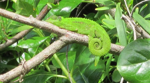 Blaauwheim's eco-friendly garden is full of Cape Dwarf Chameleons.