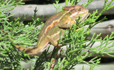 A beautifully coloured Cape Dwarf chameleon.